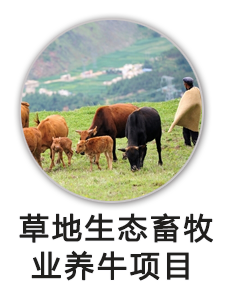 草地生态畜牧业养牛项目