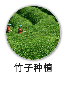 茶叶种植项目