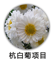 杭白菊项目