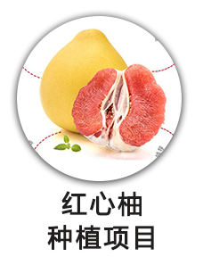 红心柚种植项目