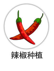 辣椒种植