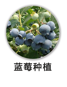 蓝莓种植项目