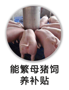 能繁母猪饲养补贴