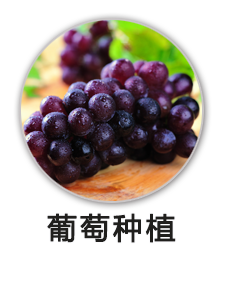 葡萄种植项目