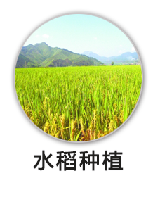 水稻种植