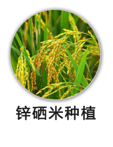 锌硒米种植项目