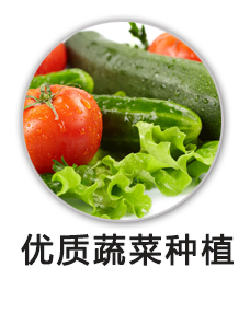 优质蔬菜种植