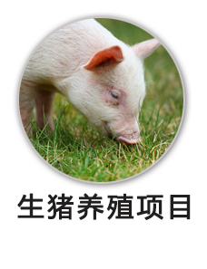 生猪养殖项目